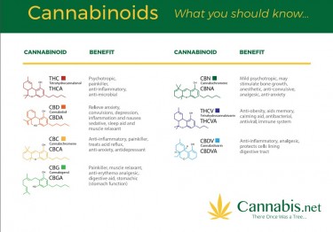 WHAT ARE CANNABINOIDS